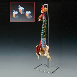 Muscle Spine Model